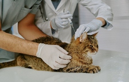 宠物生物制品，正在进入产业化窗口期